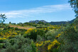 Paysage de genets au printemps près de Buis-les-Baronnies dans la Drôme Provençale