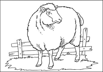 Wall Mural - A Sheep, Farm animals, sketch isolated 