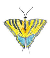Hand Drawn Watercolor Insect Beautiful Exotic Butterfly