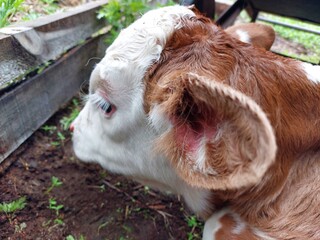 calf in the farm