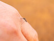 macro shot of a mosquito on the hand