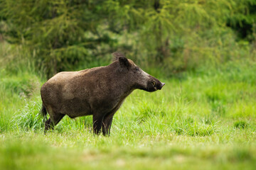 Wall Mural - adult wild boar, sus scrofa, with big snout standing tranquil in green forest. massive wild animal o