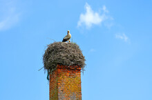 A Large Nest Of Storks On An Old Brick Chimney Of A Plant. Storks In The Nest