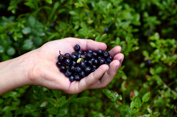 girl's hand holds a handful of ripe blueberries against the background of the forest. Natural antioxidant, delicious healthy food