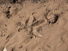 Close Up Shot Of Single Footprint Of The Common Crane After Walking In Wet, Brown, Clay Mud In Ditch Near The Field In Spring