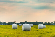 Haylage Bales Wrapped In White Foil Will Provide Food For Farm Animals During The Winter. A Green Meadow In The Background Of The Setting Sun After Summer Hay.