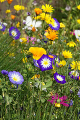 Canvas Print - Blumenwiese