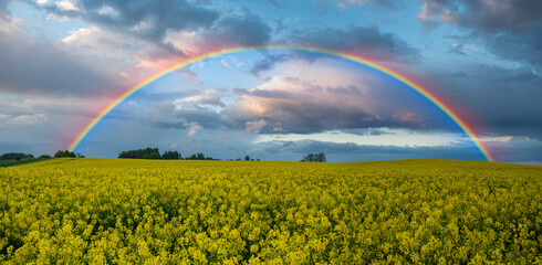   rainbow after an evening downpour over a field of blooming rape