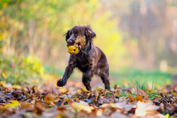 Englischer Cockerspaniel  zwei Farbig braun mit Ball im Herbstlaub am Spielen