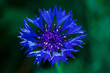 niebieski kwiat chaber bławatek pojedynczy