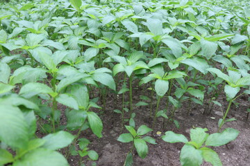 green colored jute farm on field