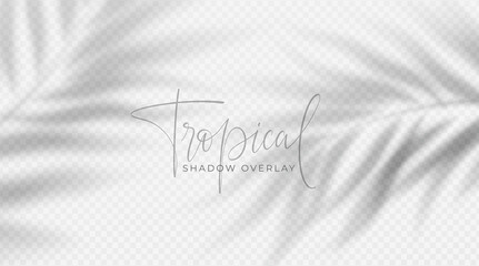 Realistic transparent shadow from a leaf of a palm tree on the white background. Tropical leaves shadow. Mockup with palm leaves shadow. Vector illustration