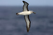 Geelbekalbatros, Atlantic Yellow-nosed Albatros, Thalassarche chlororhynchos