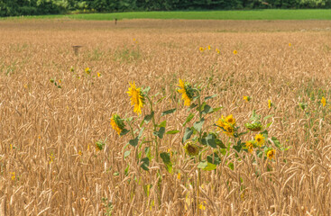 Wall Mural - Tournesols sauvages dans les céréales aux Mées, Alpes-de-Haute-Provence, France