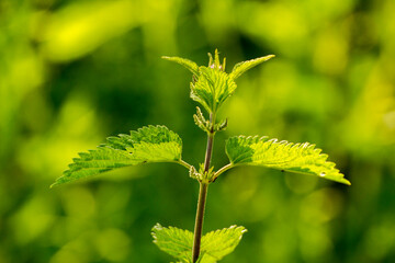 young green nettle among green nature