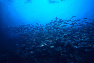 Wall Mural - scad jamb under water / sea ecosystem, large school of fish on a blue background, abstract fish alive