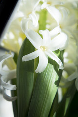 Wall Mural - White hyacinth in full spring bloom