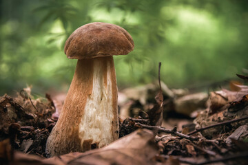 The boletus in the forest