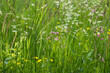 fresh green grassy meadow in summer