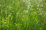 Fototapeta  - fresh green grassy meadow in summer