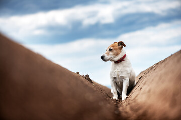 Wall Mural - Jack russel terrier between soil rows