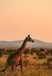giraffe in madikwe, south africa 