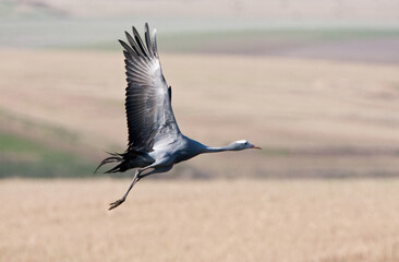 Wall Mural - Stanley-kraanvogel, Blue Crane, Anthropoides paradiseus