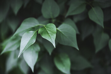 Wall Mural - Closeup nature view of green creative layout