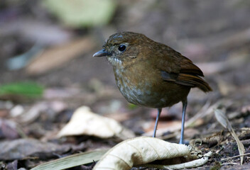 Wall Mural - Caldasmierpitta, Brown-banded Antpitta, Grallaria milleri