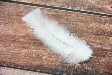 soft light fluffy bird feathers