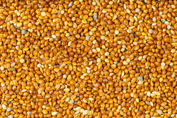 Canvas Print - top view of unhulled proso millet grains