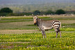 Kaapse Bergzebra, Cape Mountain Zebra, Equus zebra zebra