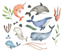 Sea Animals  Whale Watercolor Illustration Set