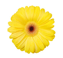 Gerbera, Yellow Flower Bud Top View, Isolated On White Background With Clipping Path.