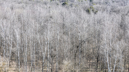 Wall Mural - panoramic view of bare trees in forest in spring