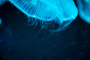 Poster - jelly fish in aquarium