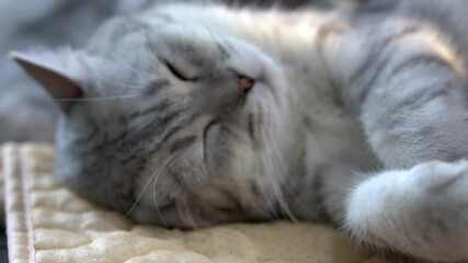 Poster - Cute Scottish Cat Lying And Sleeping On Sofa
