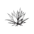 Hand drawn aloe vera plant, engraved monochrome vector illustration isolated.