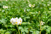 White Flowers Of Potatoes. Flowering Bush Potatoes - Organic Agriculture