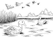 Duck Lake Bird Graphic Black White Landscape Sketch Illustration Vector