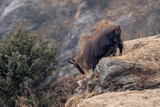 Fototapeta Sawanna - A himalayan tahr climbing down a cliff in the Himalayan Mountains.