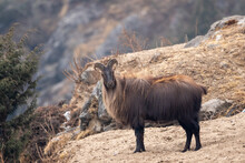 Himalayan Tahr Or Mountain Goat