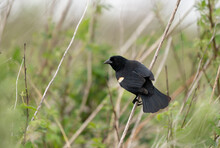 Redwing Blackbird Sitting On Grass Stem