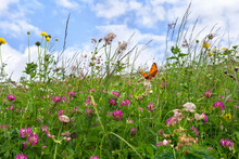 Flowers Of Clover And Wildflowers On Meadow In Summer. Orange Butterfly With Black Dots Scarce Copper Above Summer Wildflowers