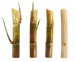 Wall Mural - Sugarcane isolated on white background