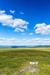 Sticker - Tundra aerial view in summer