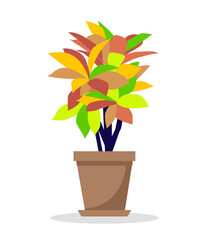 Home plant vector illustration. Houseplant: codiaeum variegatum.