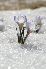 Fototapete - Spring flowers - white crocuses bloom in the park in April, a beautiful template for a web screensaver. Snow shiny cover melts near primroses, Easter card design.