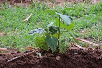 Poster - Planting eggplant trees with organic system for use in non-toxic food