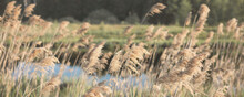 Pampas Grass On The River In Summer. Natural Background Of Golden Dry Reeds Against A Blue Sky. Selective Focus. Banner